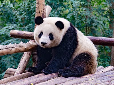 Panda Garden and Leshan Buddha
