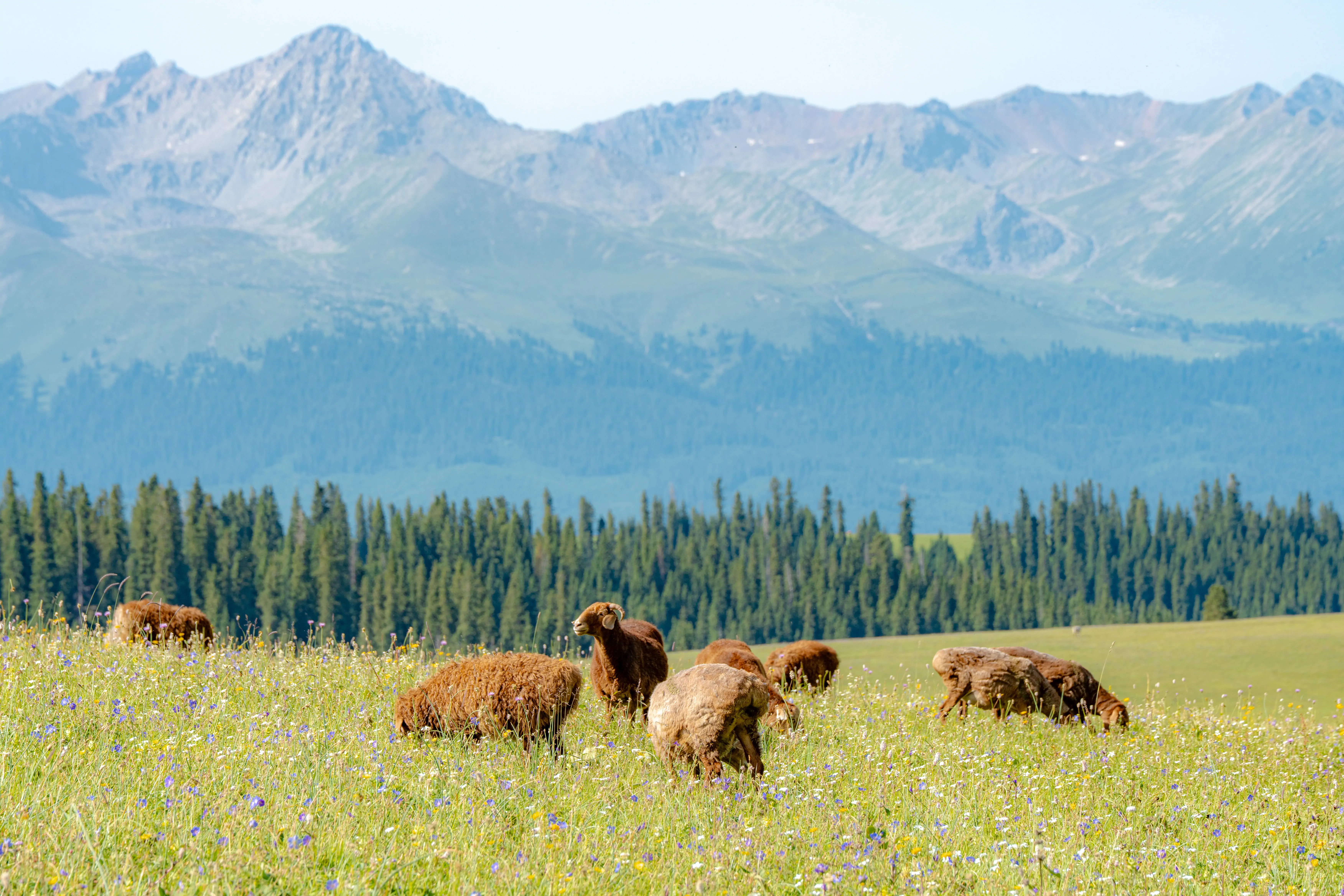 Sheep on Grassland