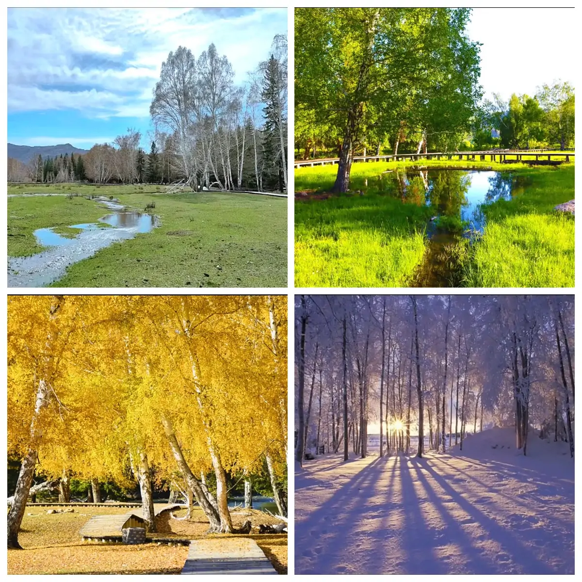 Birch Forest