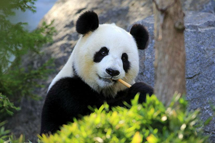 Wolong Panda breeding centre Wolong Panda breeding centre