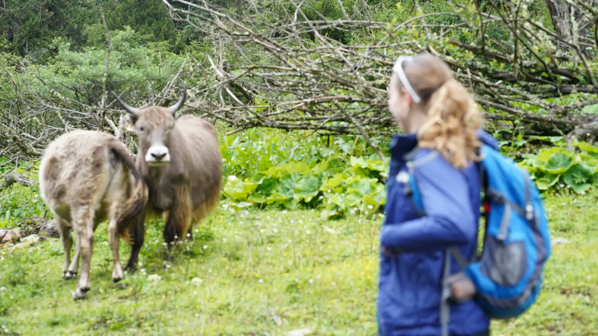 Wild Yaks