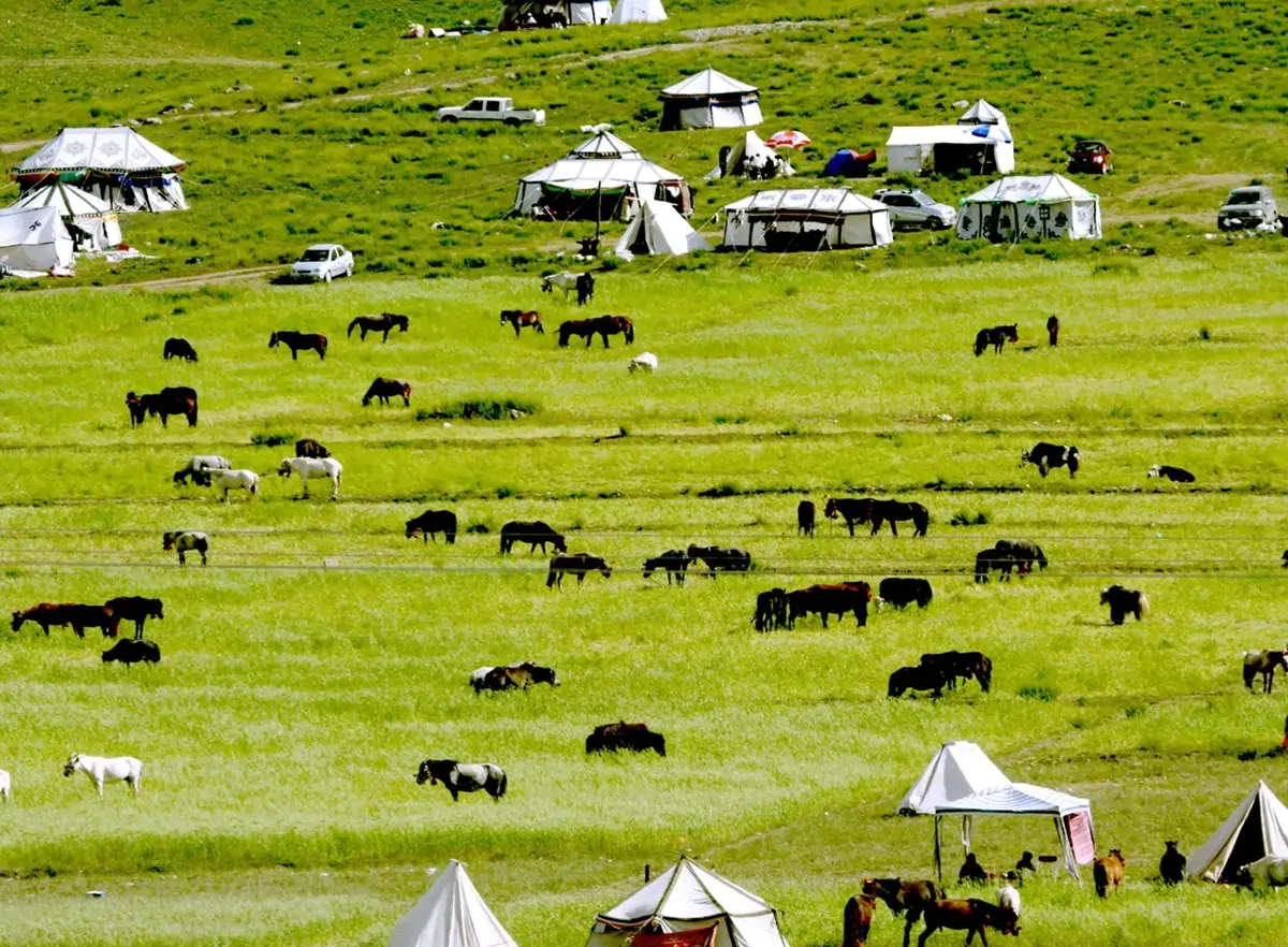 Nomadic Life.webp