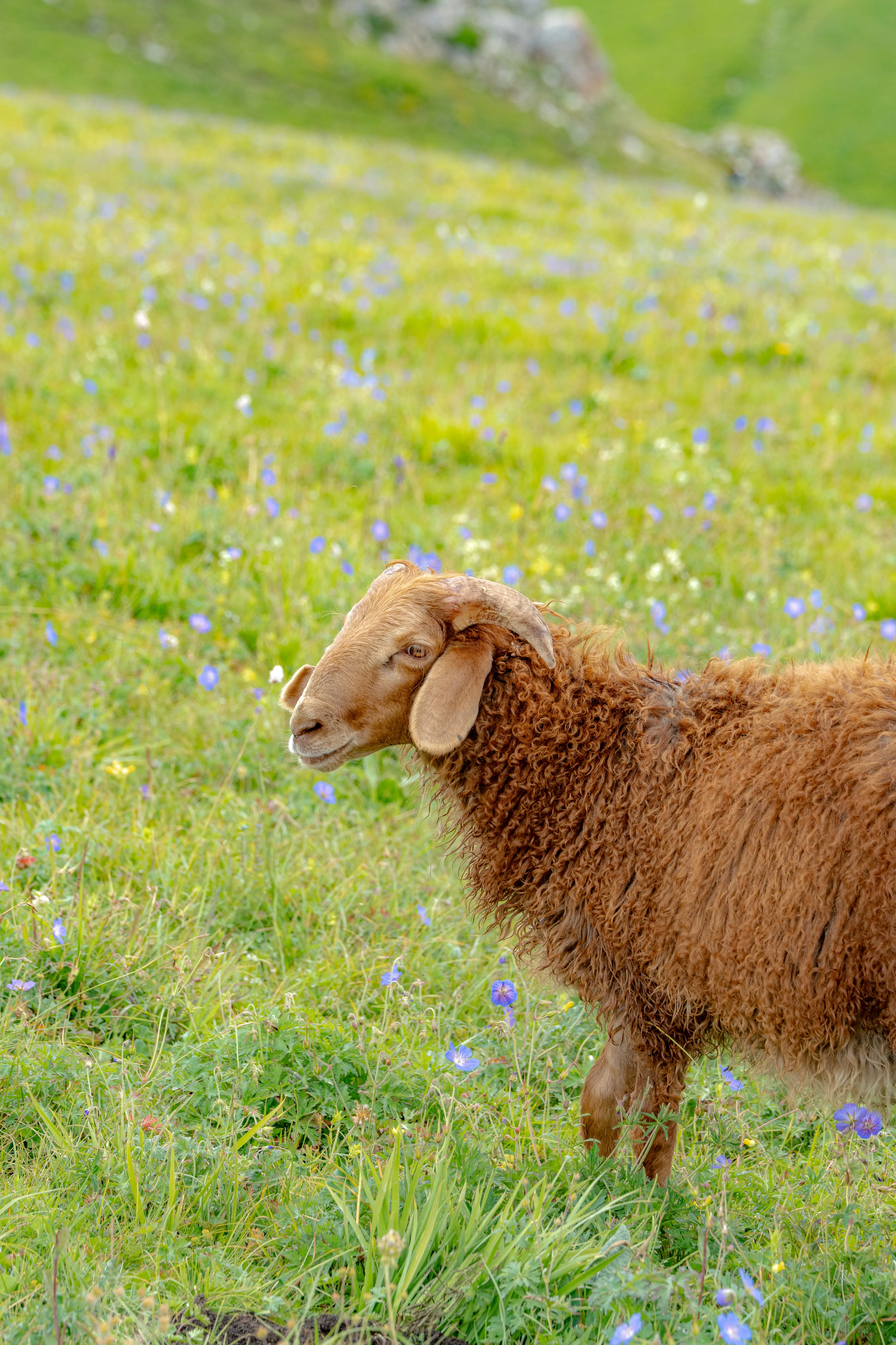 Sheep on Grassland