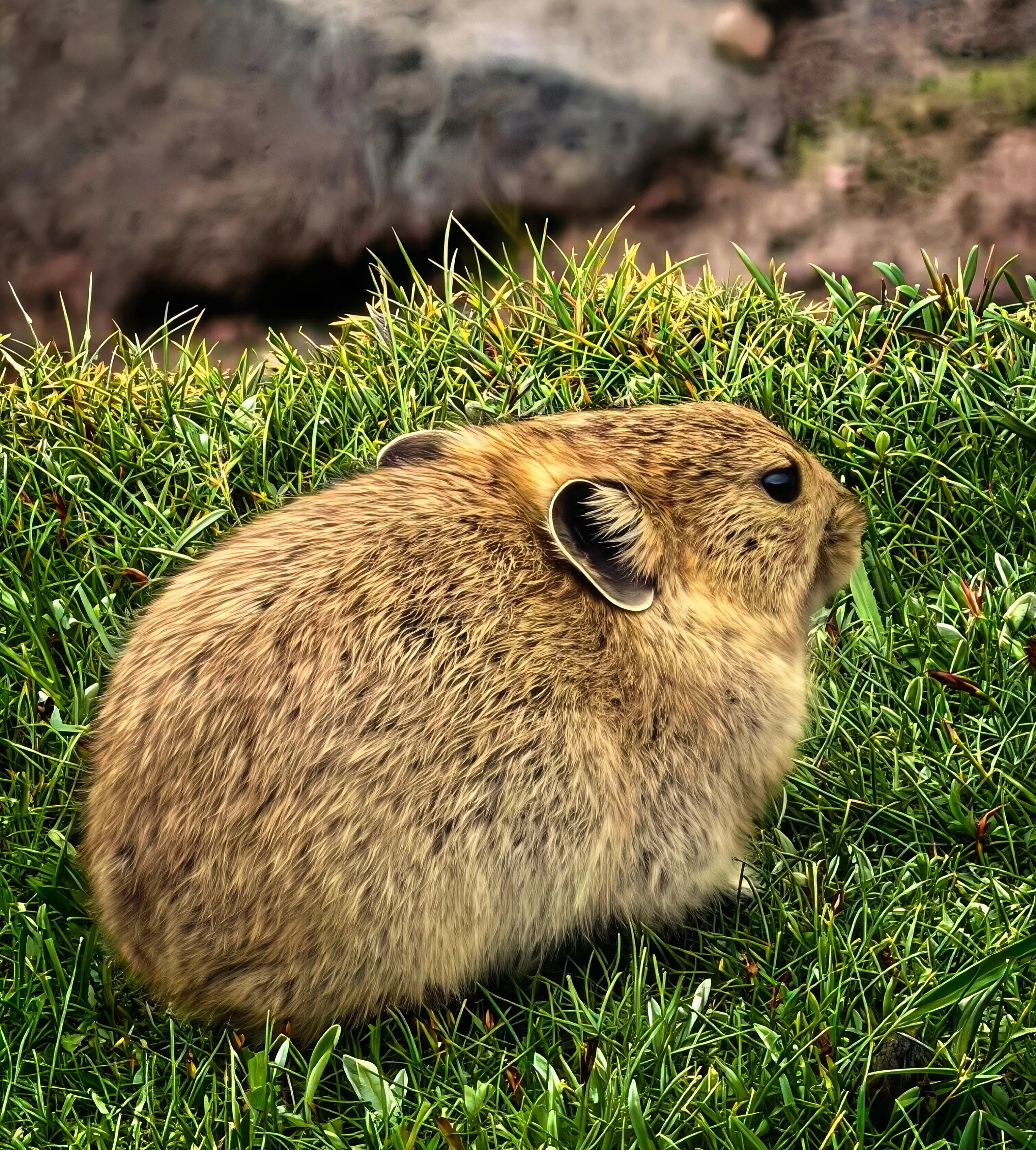 Wild Animals during Trek