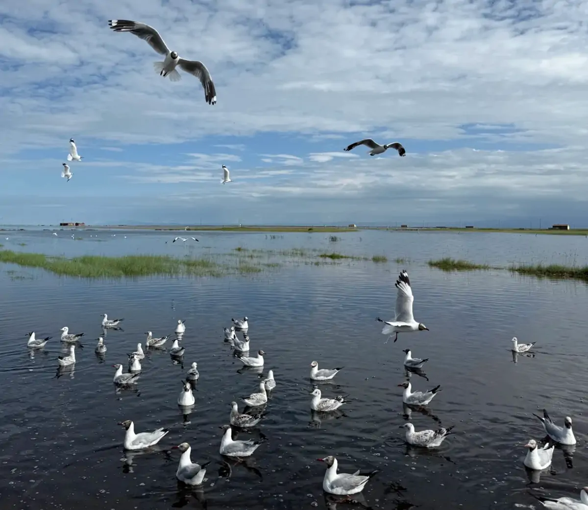 Early Spring (April to May) — Migratory Birds.webp